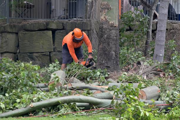 Best Emergency Tree Removal  in , NM